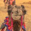1153 Romantic Rajasthan 16N17D 3