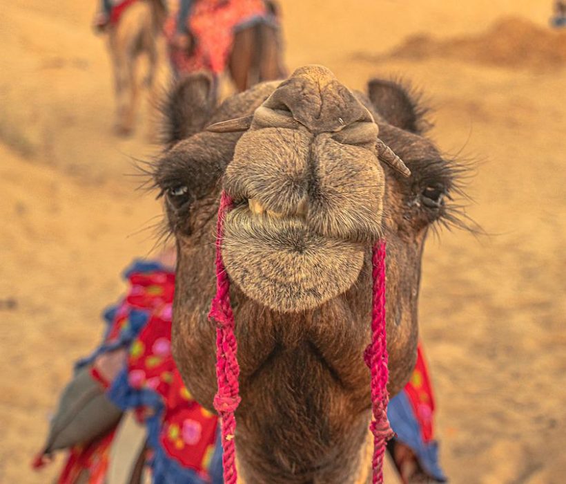 1153 Romantic Rajasthan 16N17D 3