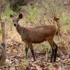 deer-5916302_960_720