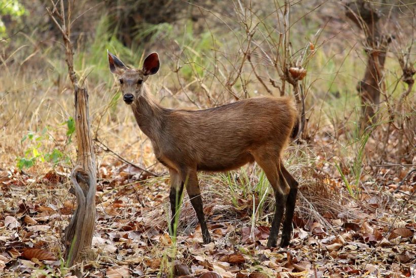 deer-5916302_960_720