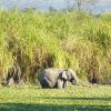 elephant-6885374_960_720