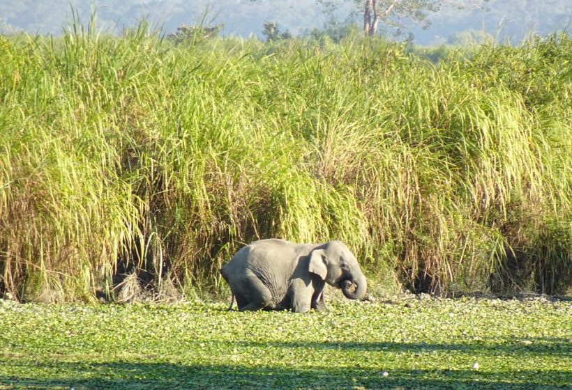 elephant-6885374_960_720