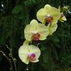 flower-1509750_960_720