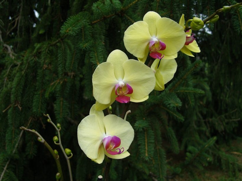 flower-1509750_960_720
