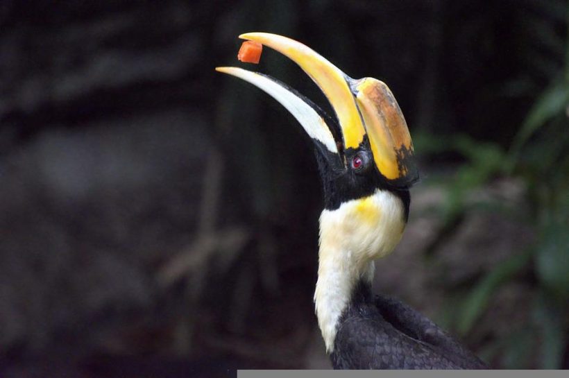 great-hornbill-5606205_960_720