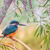 kingfisher-3159334_960_720