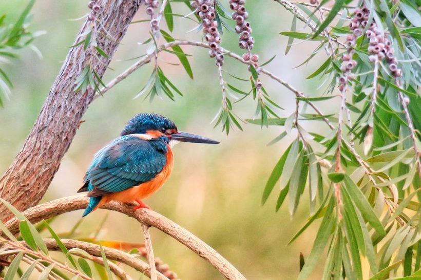 kingfisher-3159334_960_720
