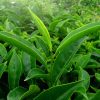 leaf-1375470_960_720