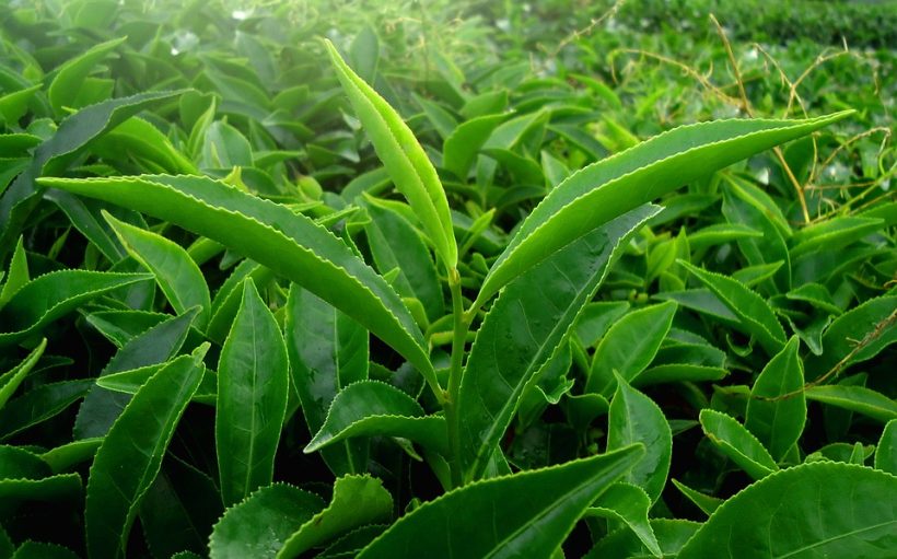 leaf-1375470_960_720