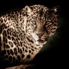 leopard-2895448_960_720