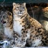 leopards-1994499_960_720