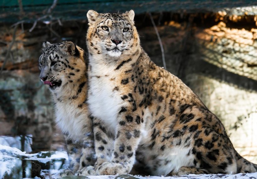 leopards-1994499_960_720
