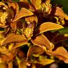 orchids-6256963_960_720