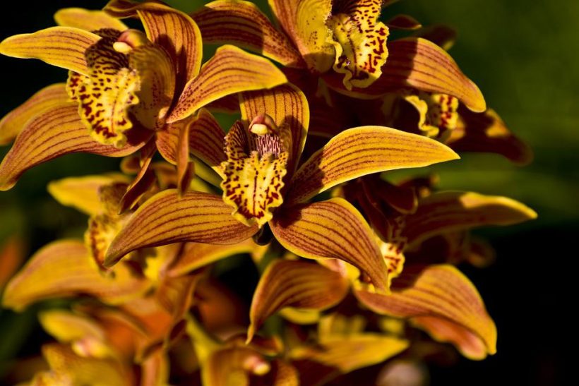 orchids-6256963_960_720