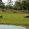 rhinoceros-6885410_960_720