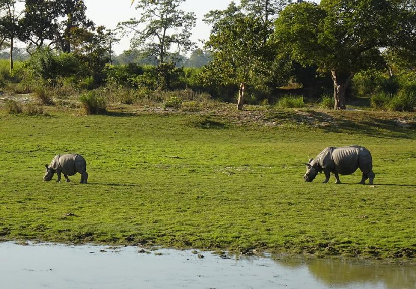 rhinoceros-6885410_960_720