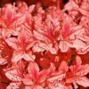 rhododendrons-3431253_960_720
