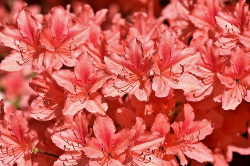 rhododendrons-3431253_960_720