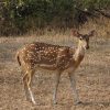 spotted-deer-2962793_960_720