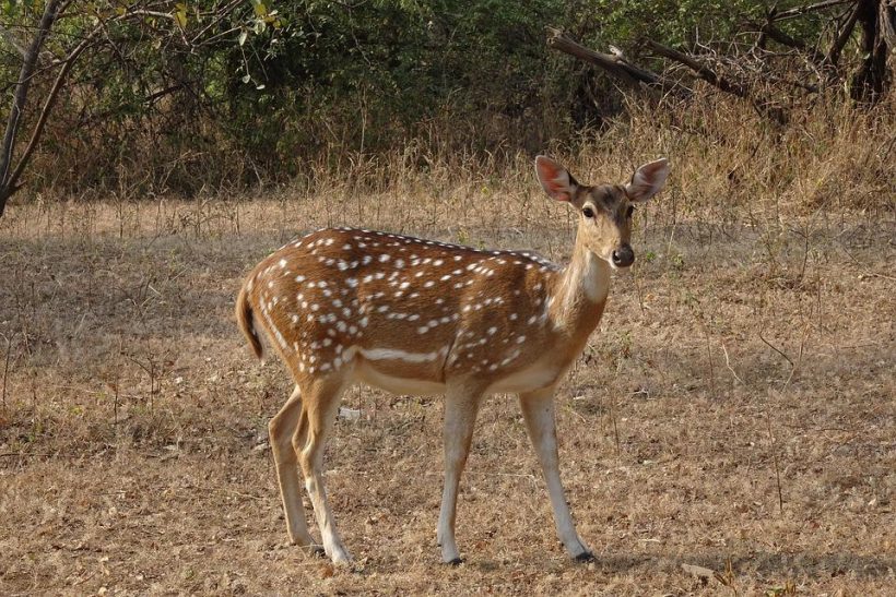 spotted-deer-2962793_960_720