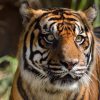 sumatran-tiger-1542726_960_720