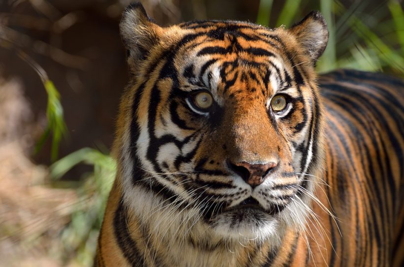 sumatran-tiger-1542726_960_720