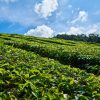 tea-2289468_960_720