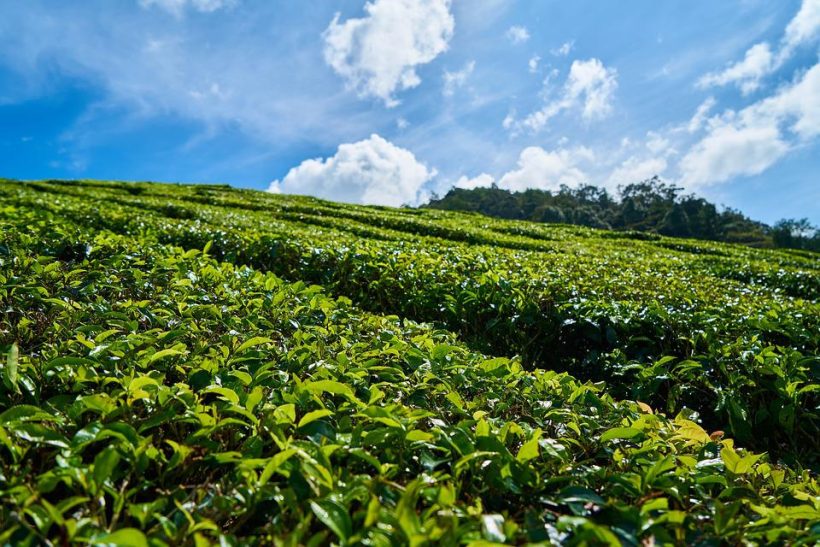 tea-2289468_960_720
