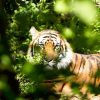 tiger-1575589_960_720