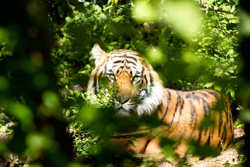 tiger-1575589_960_720