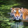 tiger-2535888_960_720