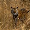 tiger-3910307_960_720