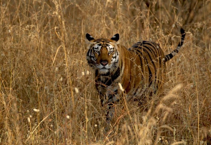 tiger-3910307_960_720