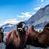 camels-6156121_960_720
