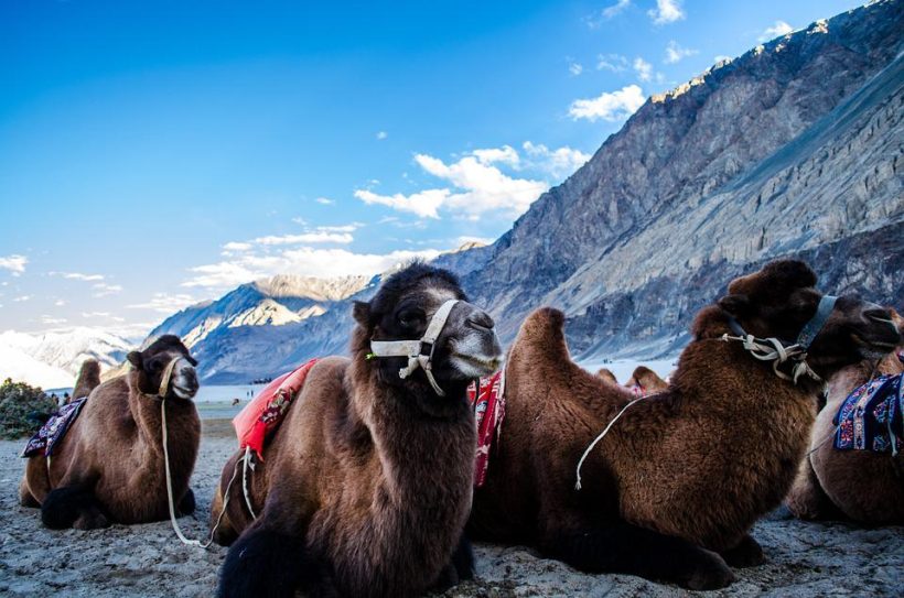 camels-6156121_960_720
