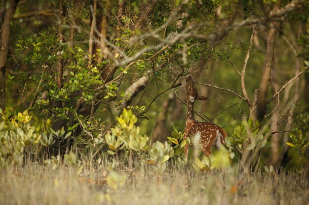 India's diverse landscapes and rich biodiversity make it a prime destination for wildlife enthusiasts. The thrill of spotting tigers and elephants in their natural habitat is an unforgettable experience.